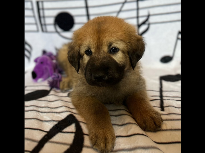 chinook puppy